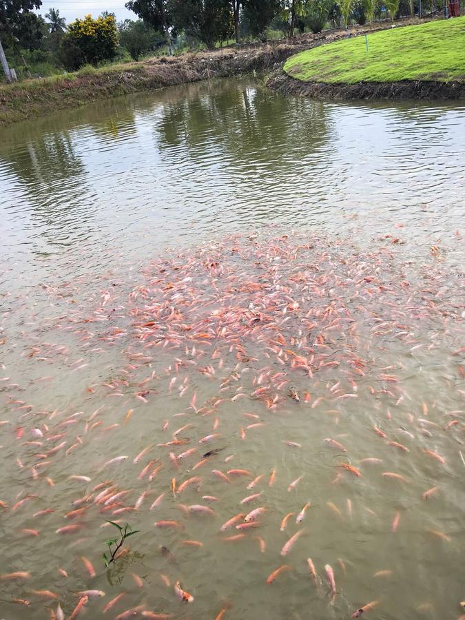 湄南度假村 佛统 外观 照片